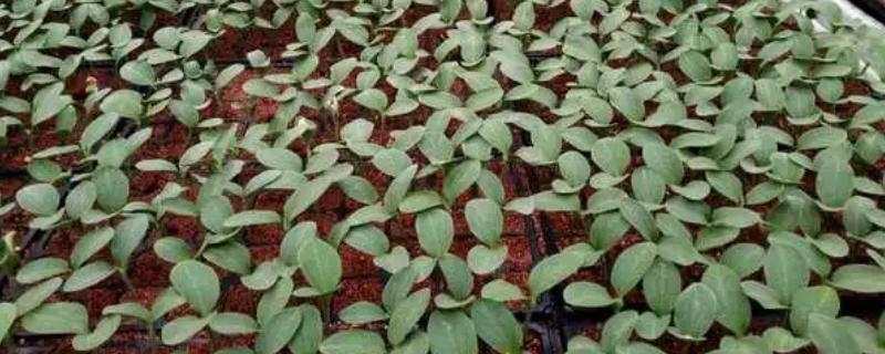 冬季瓜菜育苗注意事项