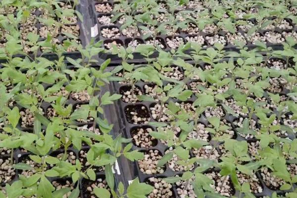 冬季瓜菜育苗注意事项,这8个问题多注意