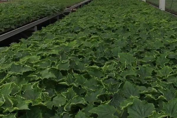 冬季瓜菜育苗注意事项,这8个问题多注意