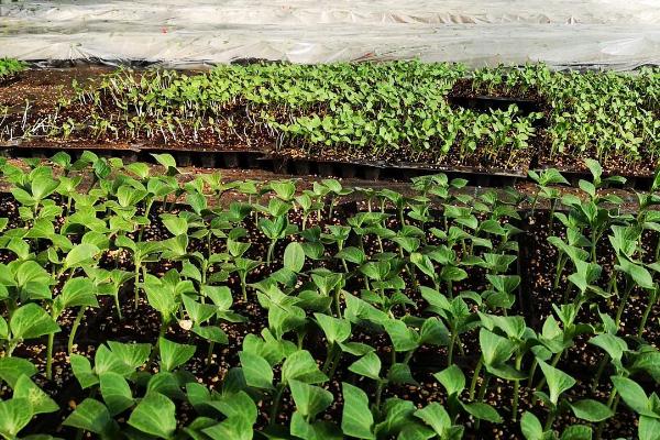 冬季瓜菜育苗注意事项,这8个问题多注意