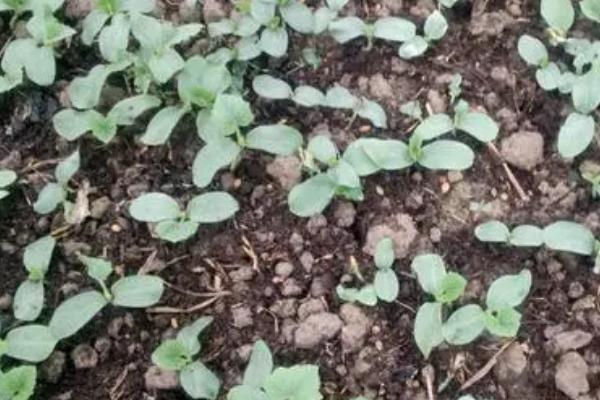 冬季瓜菜育苗注意事项,这8个问题多注意