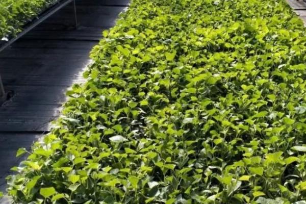 冬季瓜菜育苗注意事项,这8个问题多注意