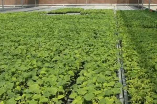 冬季瓜菜育苗注意事项,这8个问题多注意