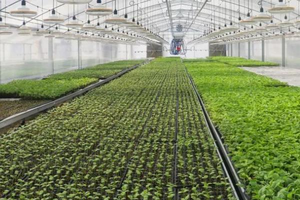 冬季瓜菜育苗注意事项,这8个问题多注意