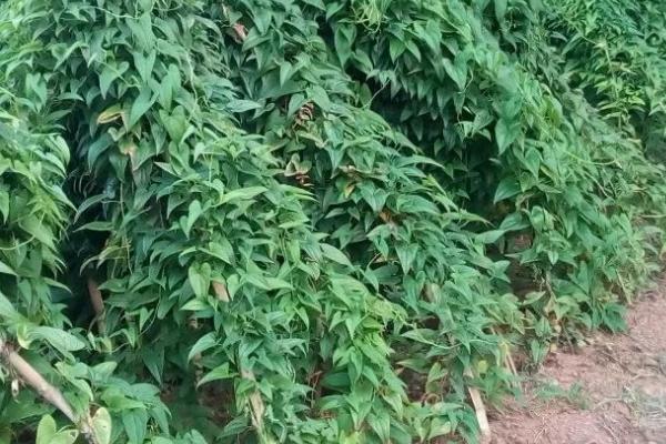 毛薯冬天可以种植吗，冬季无法种植一般在春季种植