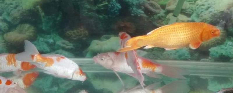 锦鲤在水里翻滚是什么原因