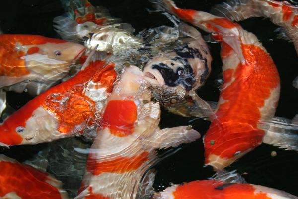 锦鲤在水里翻滚是什么原因，可能是得了箭虫病