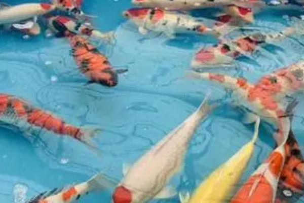 锦鲤在水里翻滚是什么原因，可能是得了箭虫病