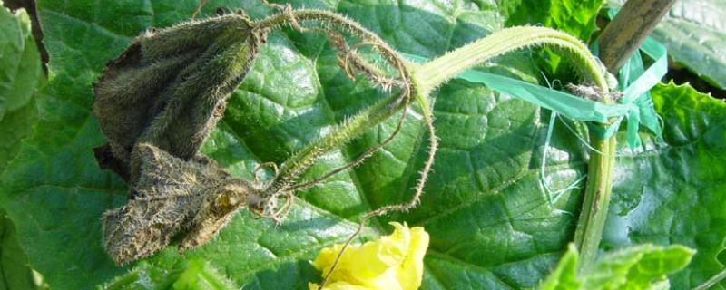 大棚黄瓜疫病症状