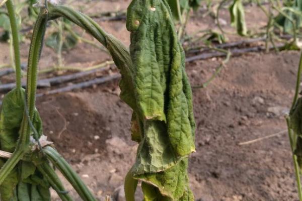 大棚黄瓜疫病症状,瓜条上会出现暗绿色凹陷病斑