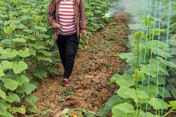 大棚黄瓜疫病症状,瓜条上会出现暗绿色凹陷病斑