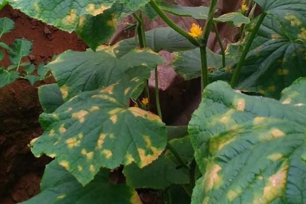 大棚黄瓜疫病症状,瓜条上会出现暗绿色凹陷病斑