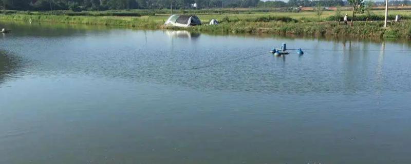 水深1米能养鱼吗