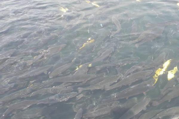 水深1米能养鱼吗，能养鱼但需要控制密度