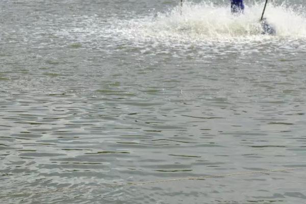 水深1米能养鱼吗，能养鱼但需要控制密度