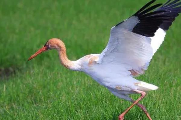 鹤会不会下蛋，每年可产下1-2枚蛋