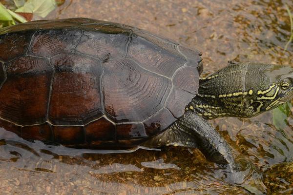 野生草龟开食方法，将食物直接放在水中即可