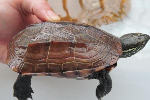 野生草龟开食方法，将食物直接放在水中即可