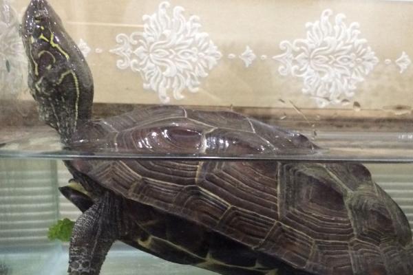 野生草龟开食方法，将食物直接放在水中即可