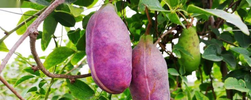 八月瓜怎么看熟没熟