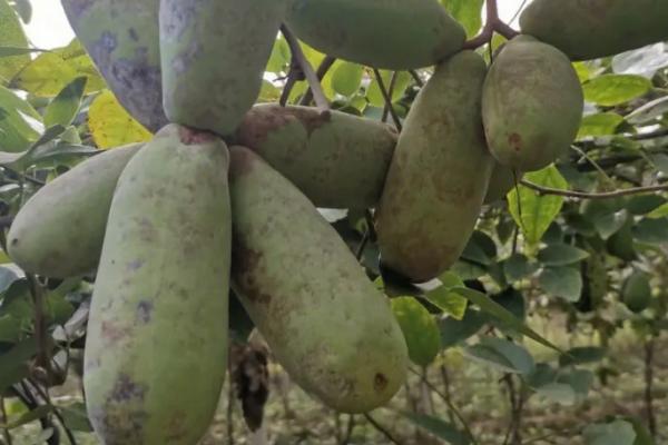 八月瓜怎么看熟没熟,从颜色、软硬度和气味可辨别