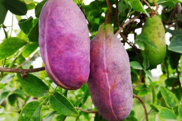 八月瓜怎么看熟没熟,从颜色、软硬度和气味可辨别