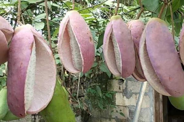 八月瓜怎么看熟没熟,从颜色、软硬度和气味可辨别