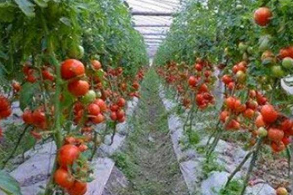 西红柿什么时间种植,不同地区的种植时间不同