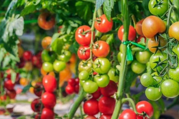 西红柿什么时间种植,不同地区的种植时间不同