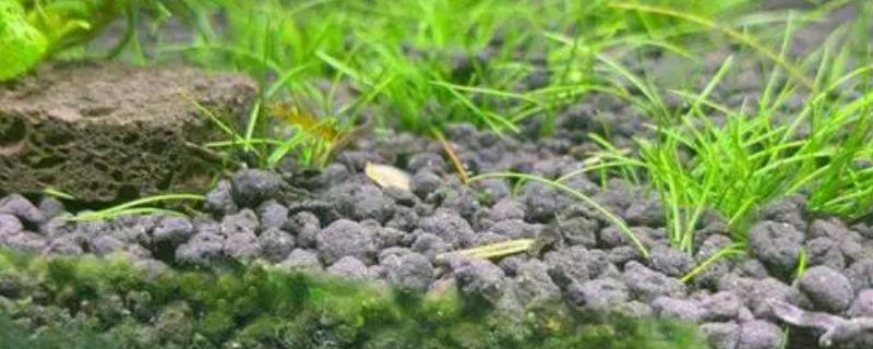 水草泥隔多久更换