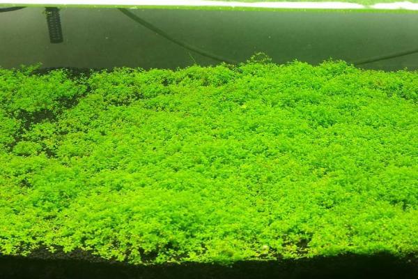 水草泥隔多久更换，每2年换1次即可