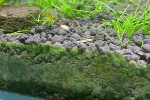 水草泥隔多久更换，每2年换1次即可