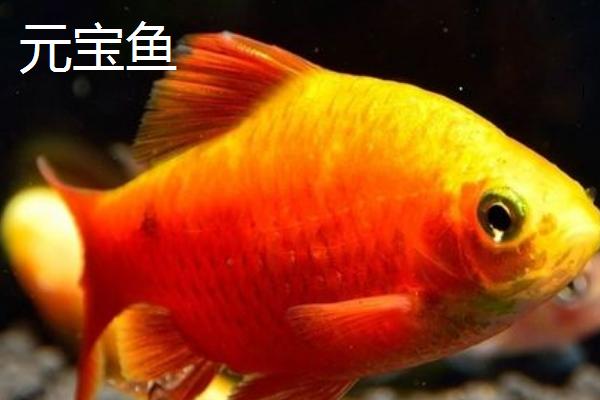 元宝鱼和鹦鹉鱼有什么区别，元宝鱼身体短圆、鹦鹉鱼稍扁