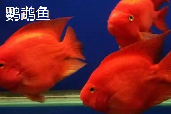 元宝鱼和鹦鹉鱼有什么区别，元宝鱼身体短圆、鹦鹉鱼稍扁