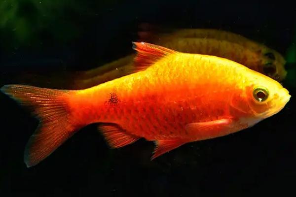 元宝鱼和鹦鹉鱼有什么区别，元宝鱼身体短圆、鹦鹉鱼稍扁