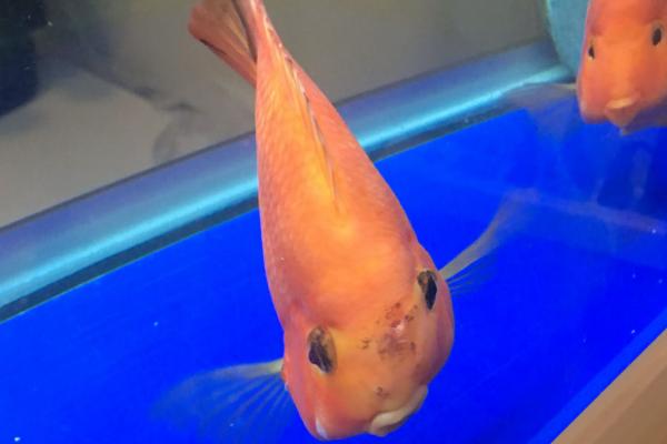 元宝鱼和鹦鹉鱼有什么区别，元宝鱼身体短圆、鹦鹉鱼稍扁