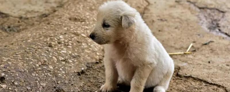 狗狗发烧有什么症状