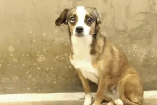 狗狗发烧有什么症状，具有嗜睡、体温升高、精神萎靡等表现