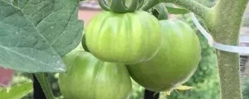 番茄网筋果症状