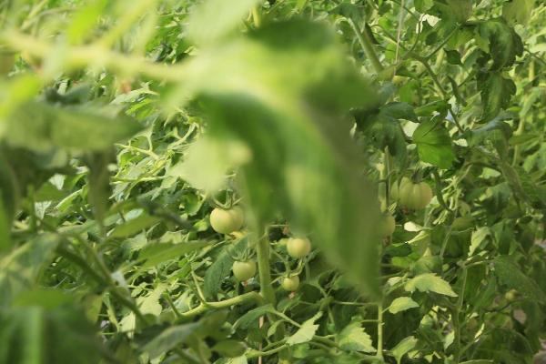 番茄网筋果症状，皮下的维管束呈网状、果实采摘后会快速软化