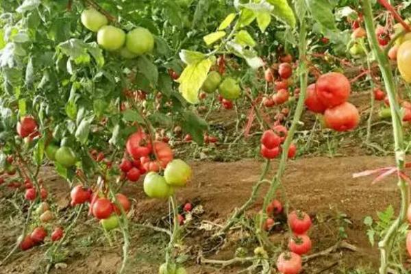 番茄网筋果症状，皮下的维管束呈网状、果实采摘后会快速软化