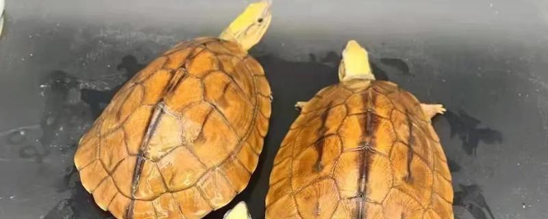 金钱龟会蜕壳吗