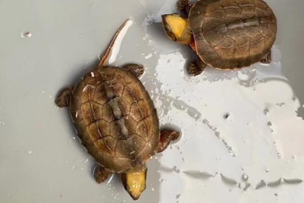 金钱龟会蜕壳吗,随着不断的发育成长会出现蜕壳