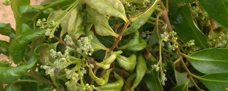 荔枝毛毡病的症状