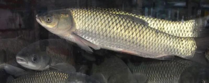 水深2米适合养哪些鱼类