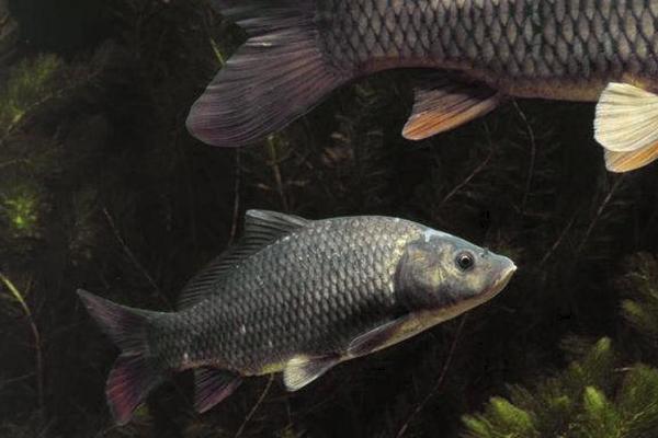 水深2米适合养哪些鱼类,可养殖鲤鱼、草鱼、青鱼等品种