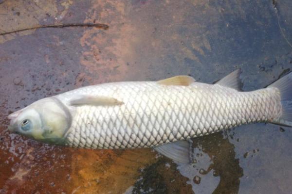 水深2米适合养哪些鱼类,可养殖鲤鱼、草鱼、青鱼等品种