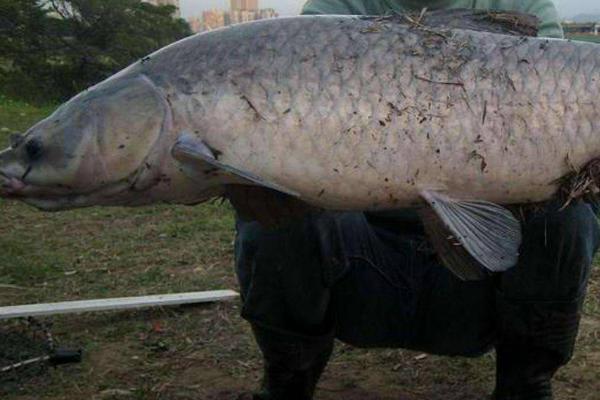 水深2米适合养哪些鱼类,可养殖鲤鱼、草鱼、青鱼等品种