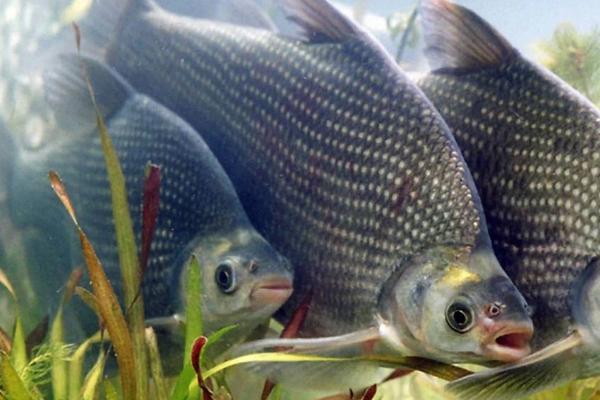 水深2米适合养哪些鱼类,可养殖鲤鱼、草鱼、青鱼等品种