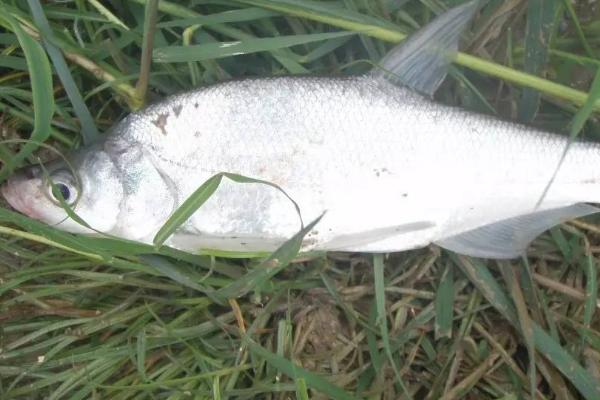 水深2米适合养哪些鱼类,可养殖鲤鱼、草鱼、青鱼等品种